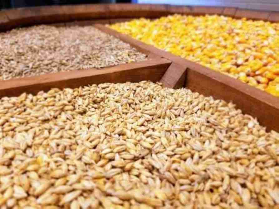 Shining Grains: The Essential Role of Rice Polishers