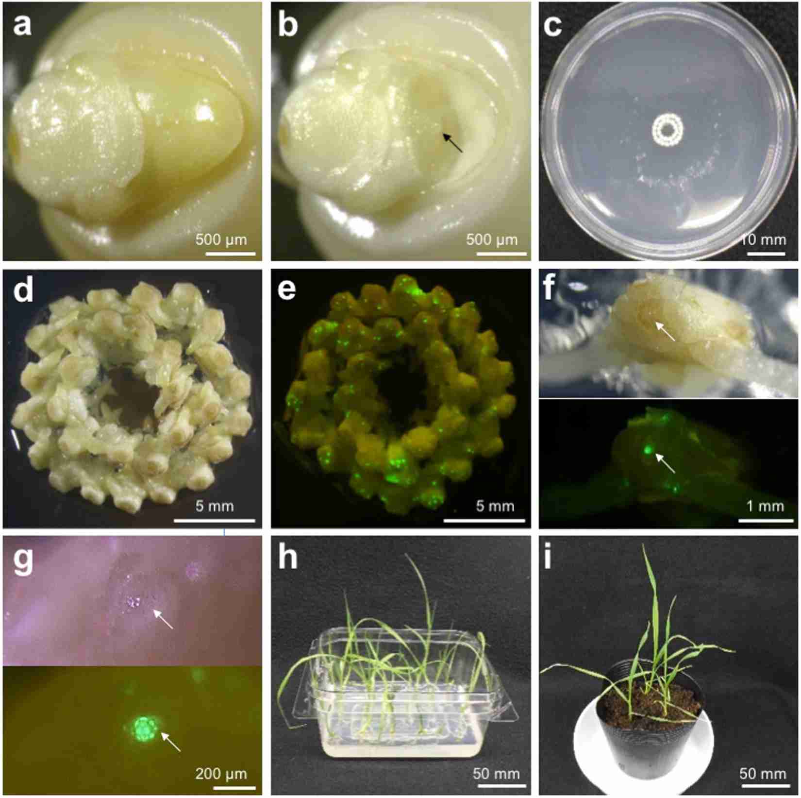 Transforming Grains: The Journey Inside a Paddy Processing Plant 2 Unveiling the Techniques of Grain Transformation