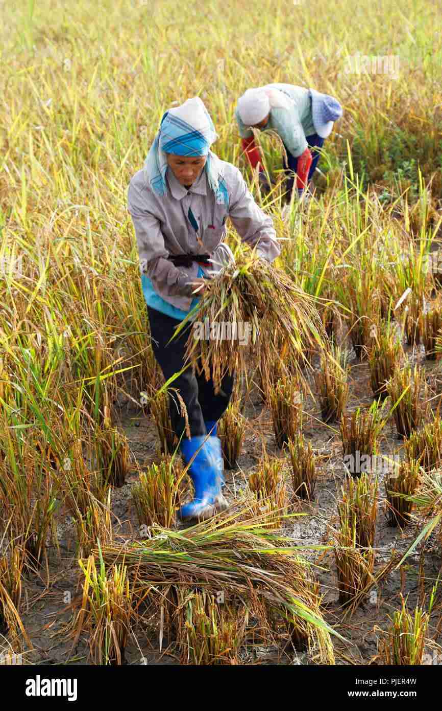 Harvesting Tradition: The Heart of Chinese Rice Milling