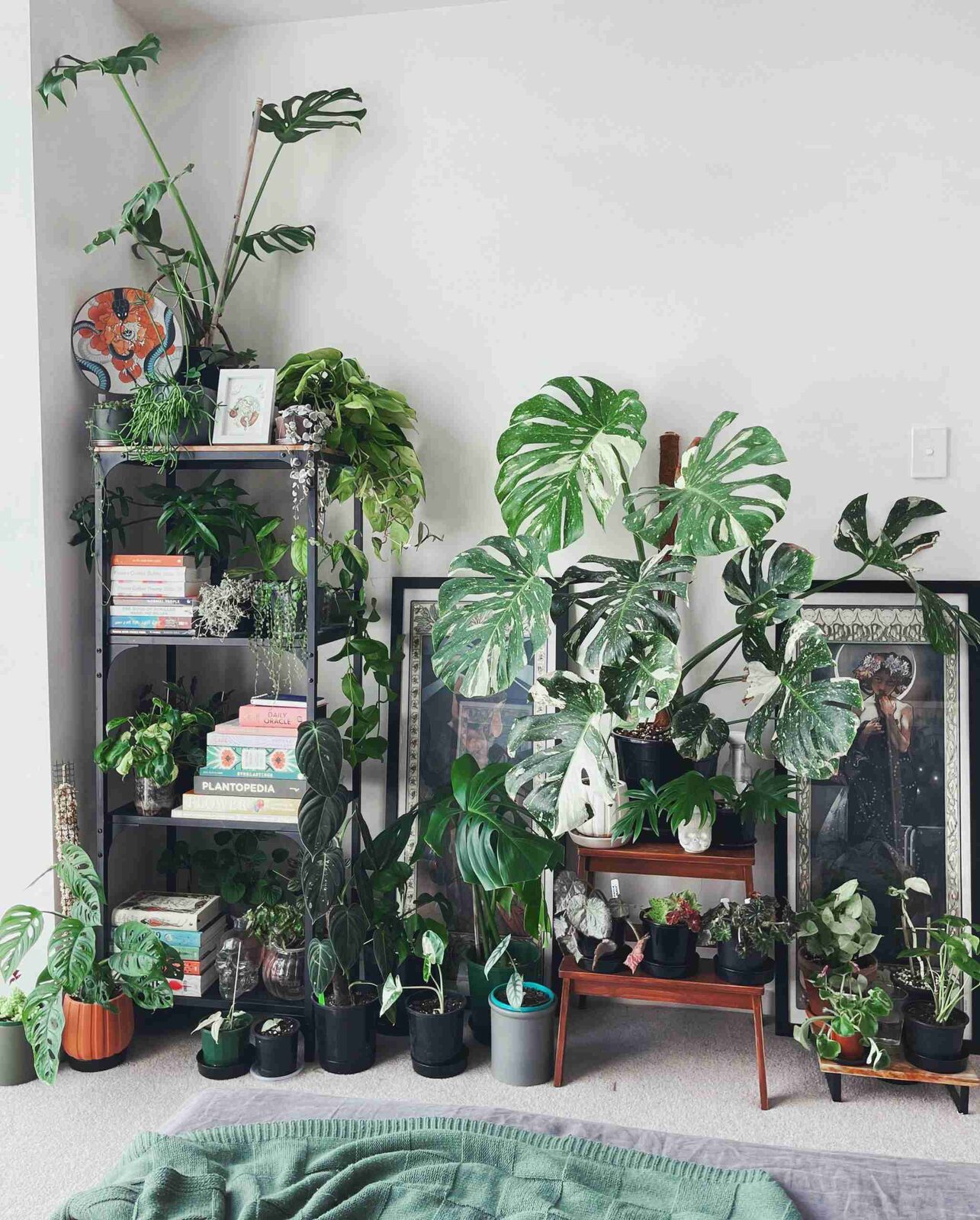 Navigating the ​Challenges of Plant Setup