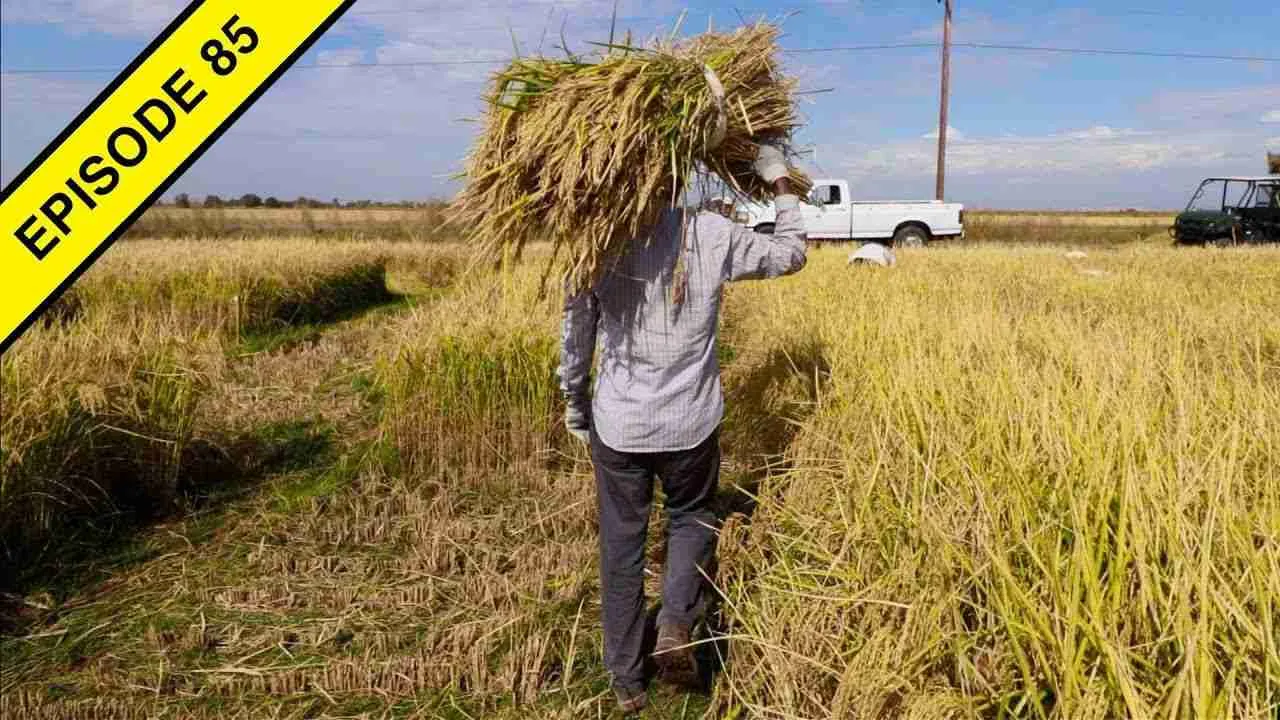 Unlocking the Secrets of Paddy Processing: A Grain's Journey 2 Essential Techniques for Efficient Paddy Harvesting