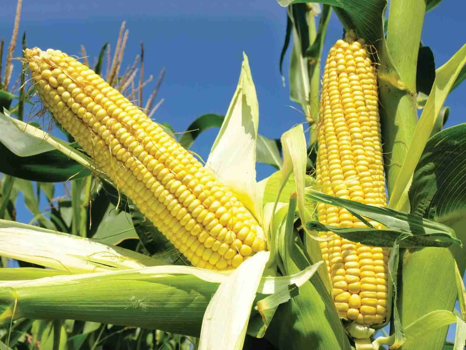 From Field to Fork: The Intricacies of Corn Processing 2 Understanding the Processing Techniques That Transform Corn