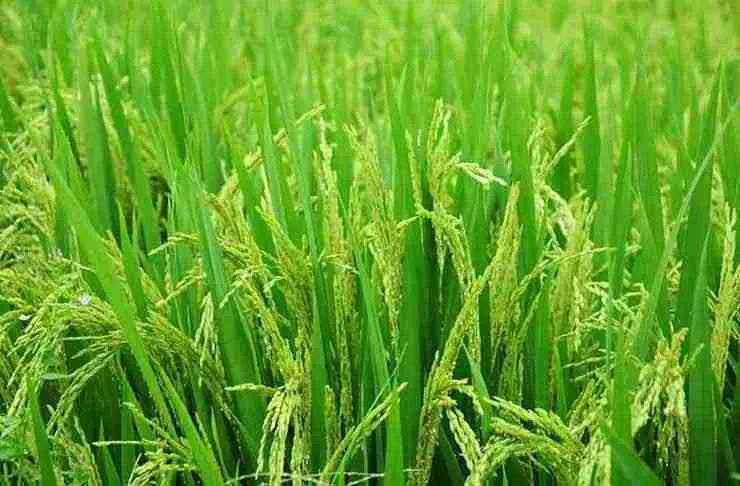 Inside the Paddy Processing Factory: Transforming Rice Dreams 1 Exploring the Journey from Paddy to Polished Rice