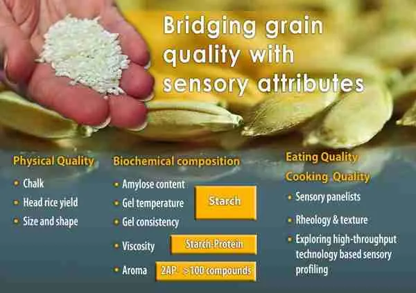 Key Factors Influencing Grain Quality and Yield