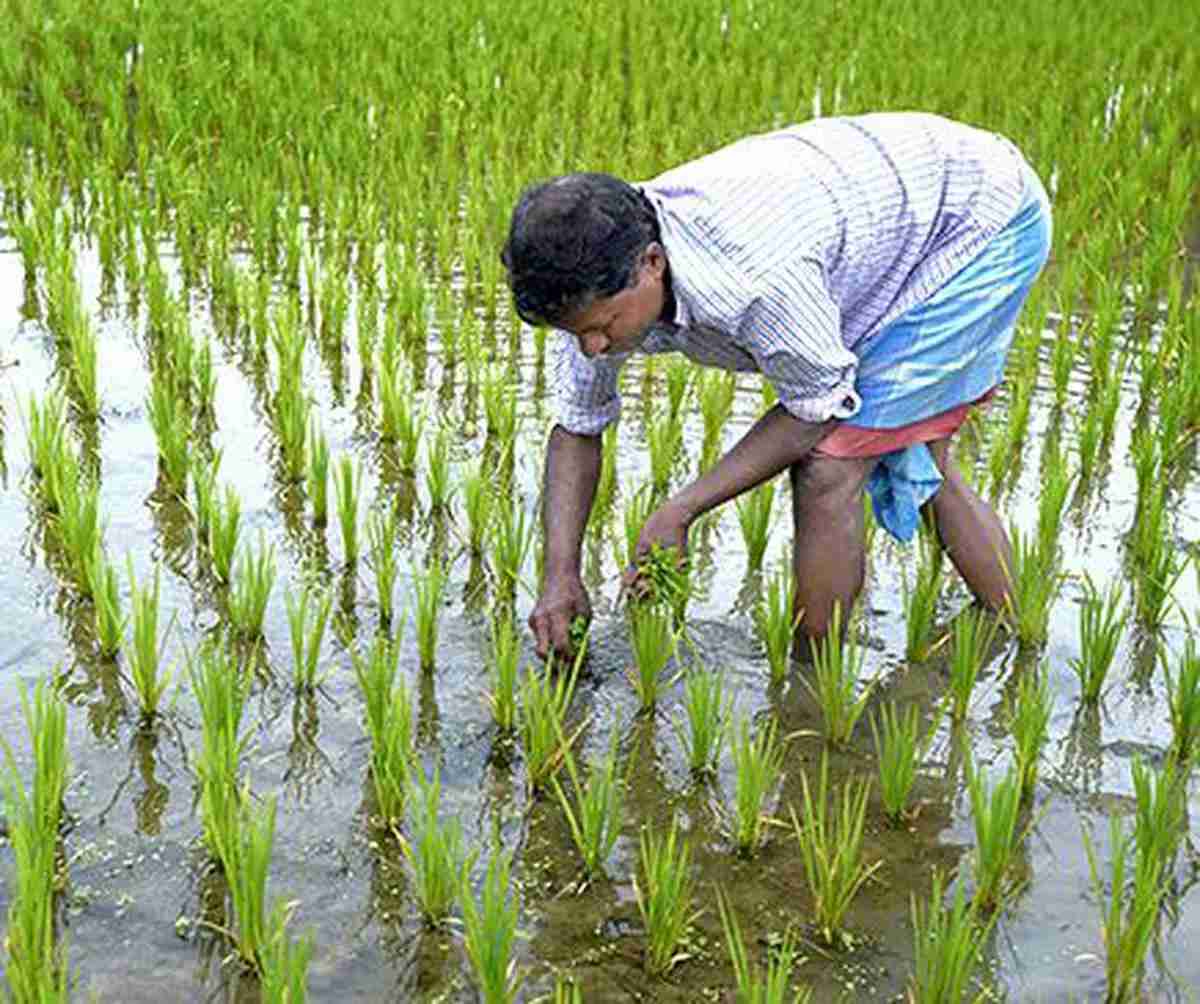 From Paddy to Plate: Unveiling the Rice Processing Journey 1 The Cultivation Secrets of Premium Rice Varieties