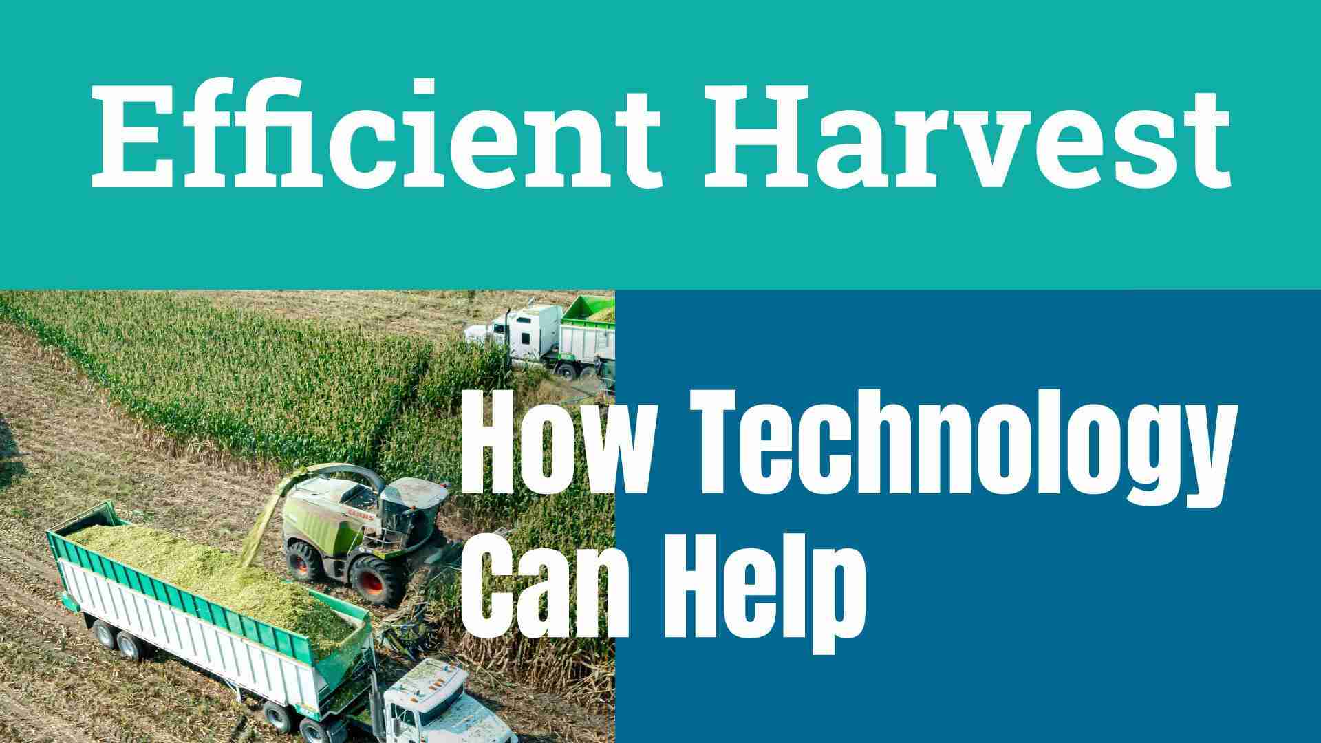 Efficient Harvest: Exploring the 5-Ton Rice Mill Revolution