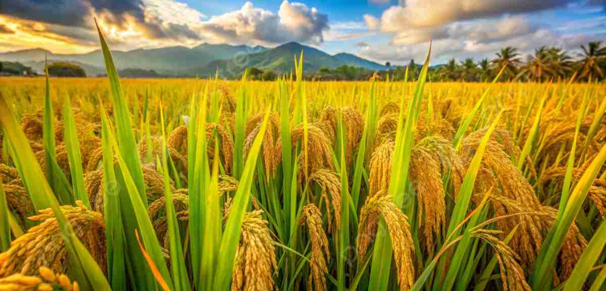 From Paddy to Plate: Unveiling the Rice Processing Journey