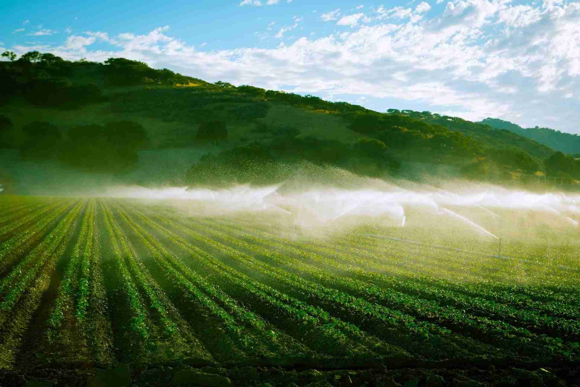 Revolutionizing Agriculture: The All-in-One Mini Rice Mill