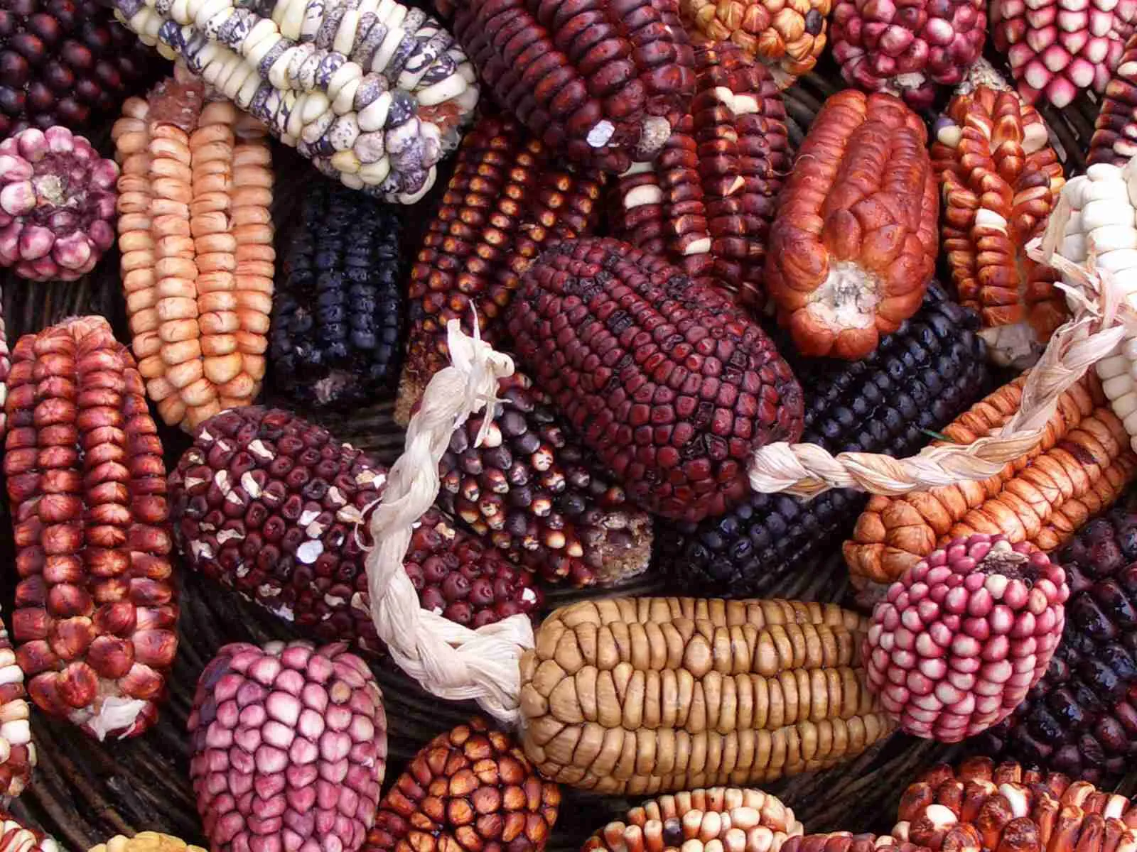 From Field to Flour: The Art of Maize Milling Explained 1 The Journey of Maize: Understanding the Crops Varietals and Growing Conditions