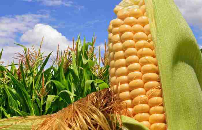 Unlocking the Grain: Exploring the Art of Maize Milling 4 Best Practices for Maintaining Quality and Freshness in Maize Products