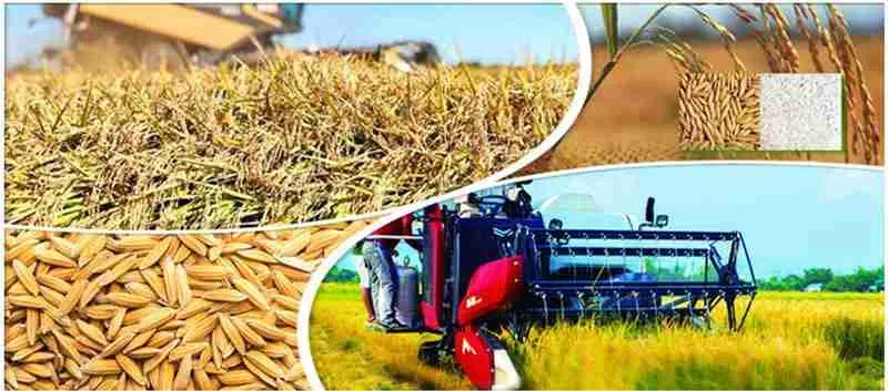 Transforming Harvest: Inside a Paddy Processing Factory 1 Understanding Paddy Processing: The Journey from Field to Factory