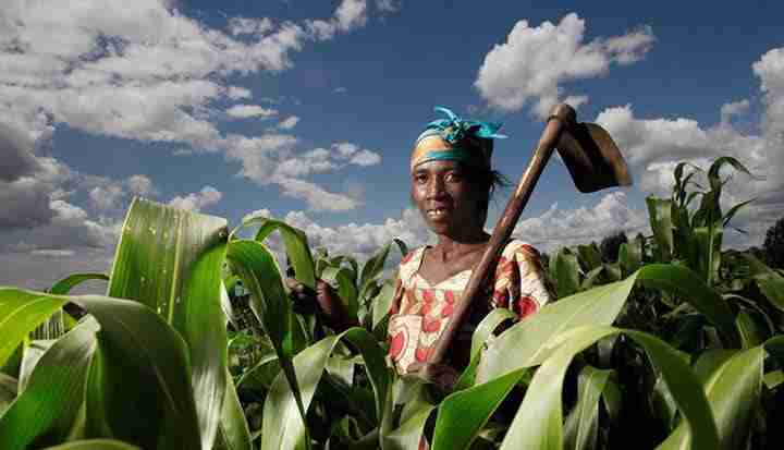 Unlocking Potential: The Role of Rice Milling Units 3 Empowering Farmers: How Rice Milling Units Foster Economic Growth and Sustainability