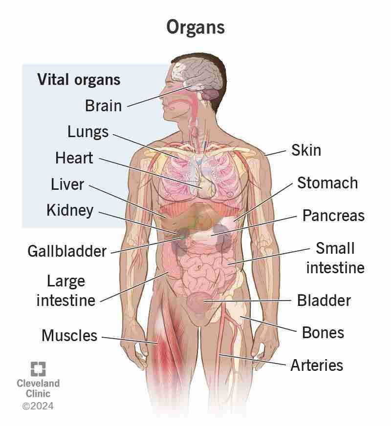 From Cob to Cornmeal: The Journey of Corn Processing 1 Understanding the Anatomy of Corn: From Kernel to Cob