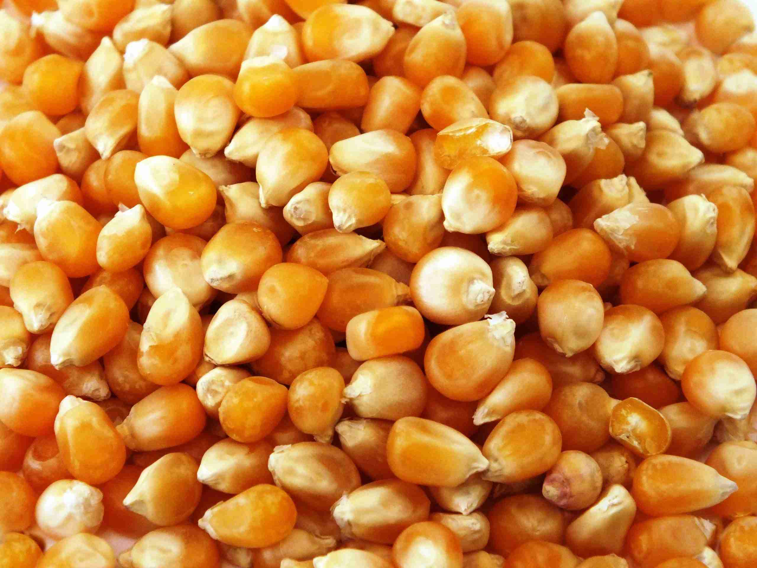 Corn Processing: Transforming Nature’s Bounty into Versatility 3 Exploring the Diverse Applications of Processed Corn in Multiple Industries