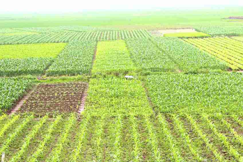 From Field to Fork: The Art and Science of Rice Processing