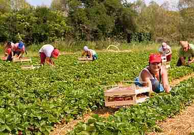 Transforming Harvests: The Evolution of Paddy Processing Machines