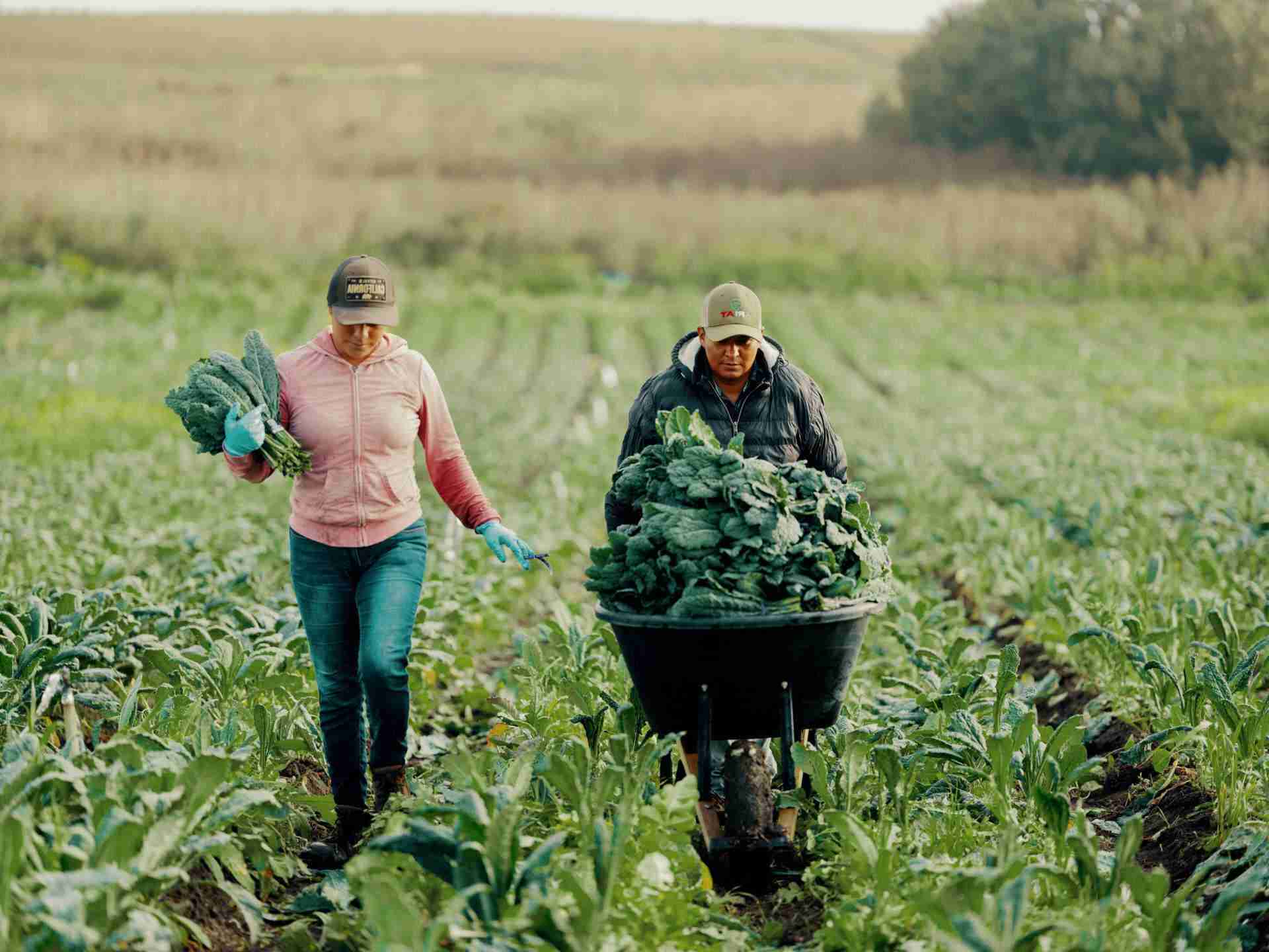 Harvesting Innovation: A Deep Dive into Chinese Rice Mills