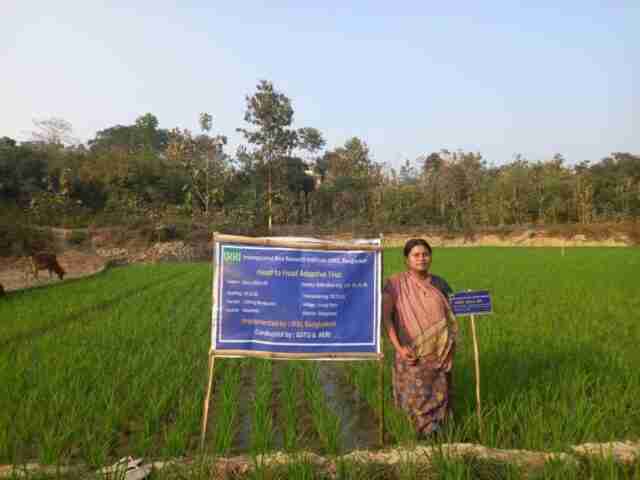 Transforming Paddy: The Heart of Modern Rice Processing Units