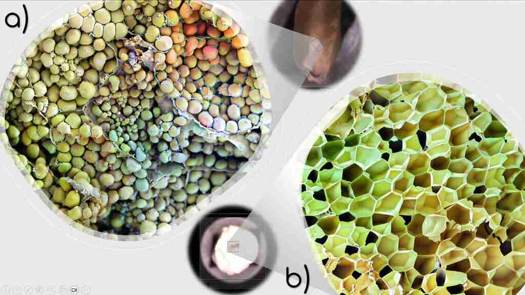 Transforming Grains: The Essentials of Rice Milling Units