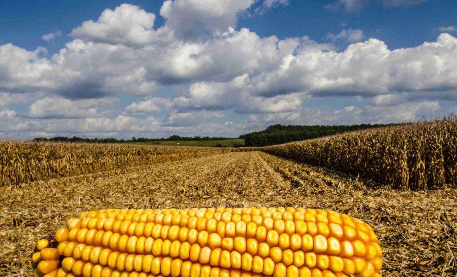 Unlocking the Power of Maize: The Art of Milling 1 Understanding Maize: Varieties and Their Unique Qualities