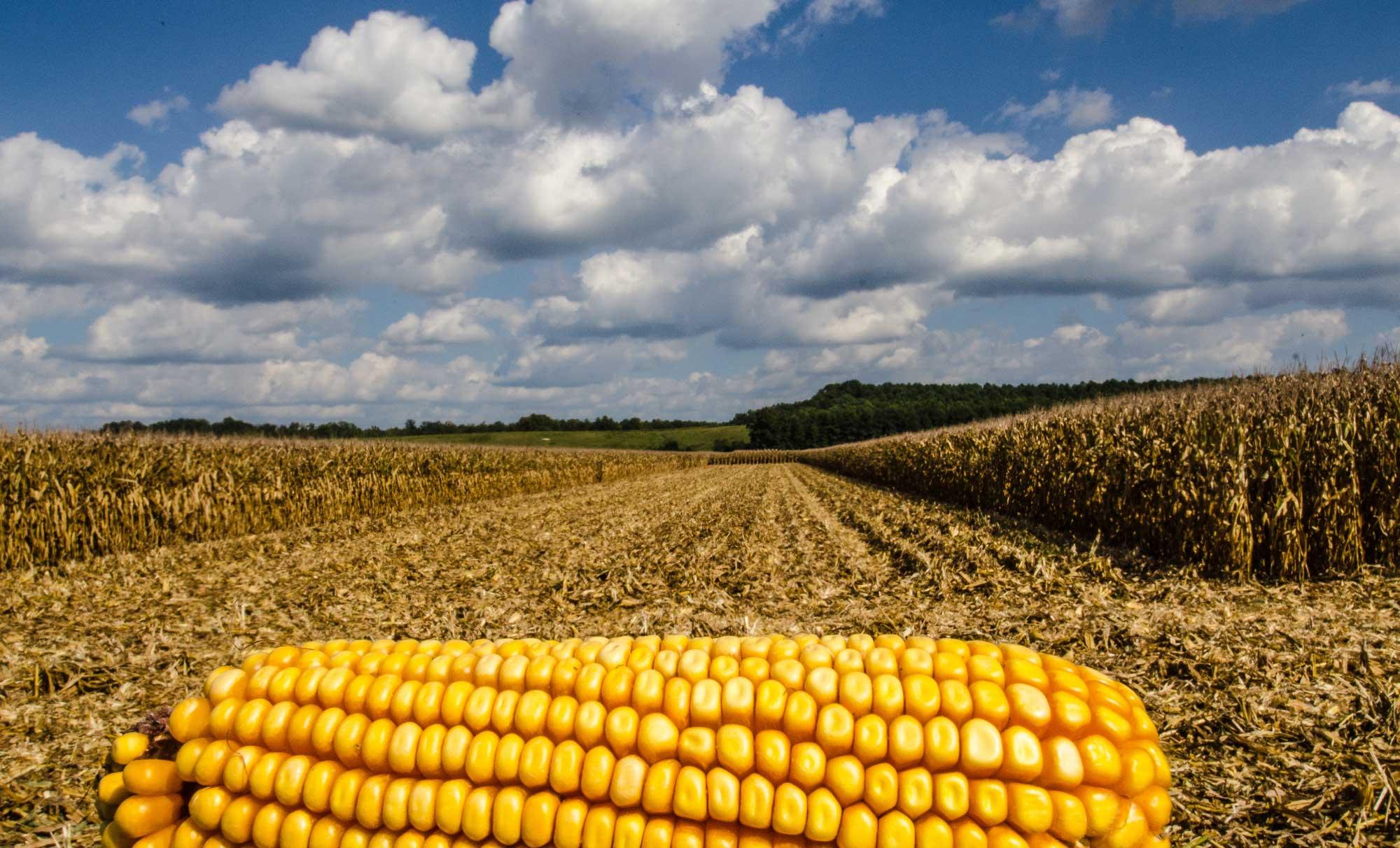 Unlocking the Power of Maize: The Art of Milling 1 Understanding Maize: Varieties and Their Unique Qualities