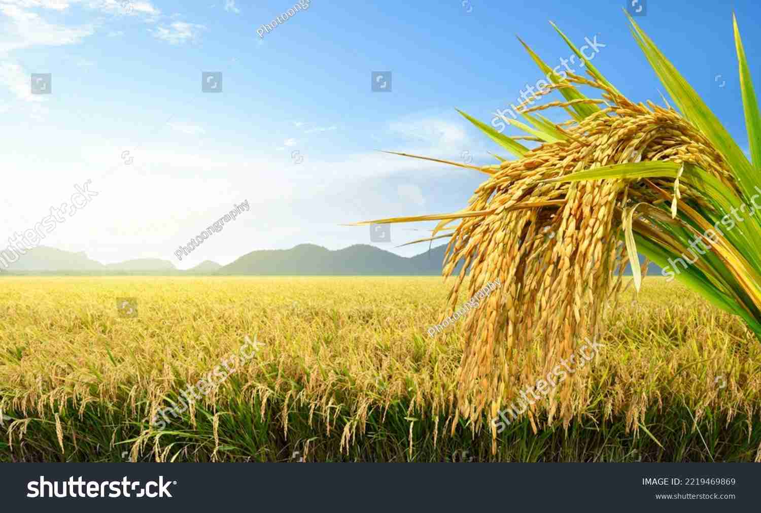 Transforming Harvest: Inside the Paddy Processing Factory Journey 1 Exploring the Paddy Journey from Field to Factory