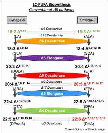Unraveling the Secrets of Cereal Processing: A Comprehensive Guide 3 Nutritional Enhancements: Fortification Strategies in Cereal Production