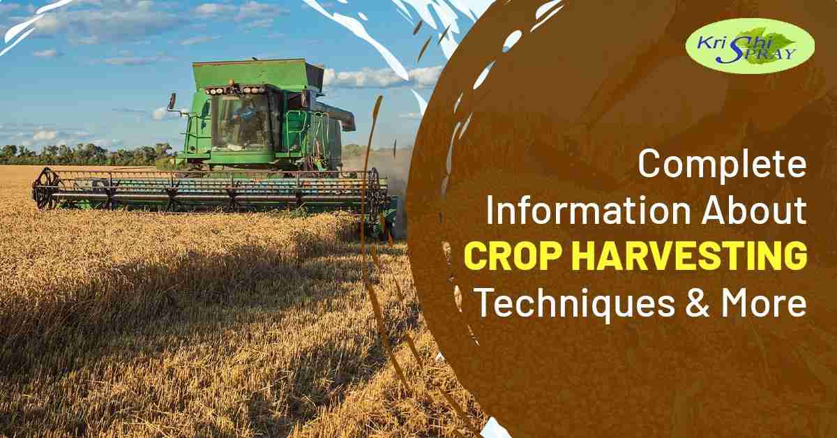 From Grain to Bowl: The Intricate Journey of Cereal Processing 2 Harvesting Techniques: Maximizing Nutritional Value in Every Kernel