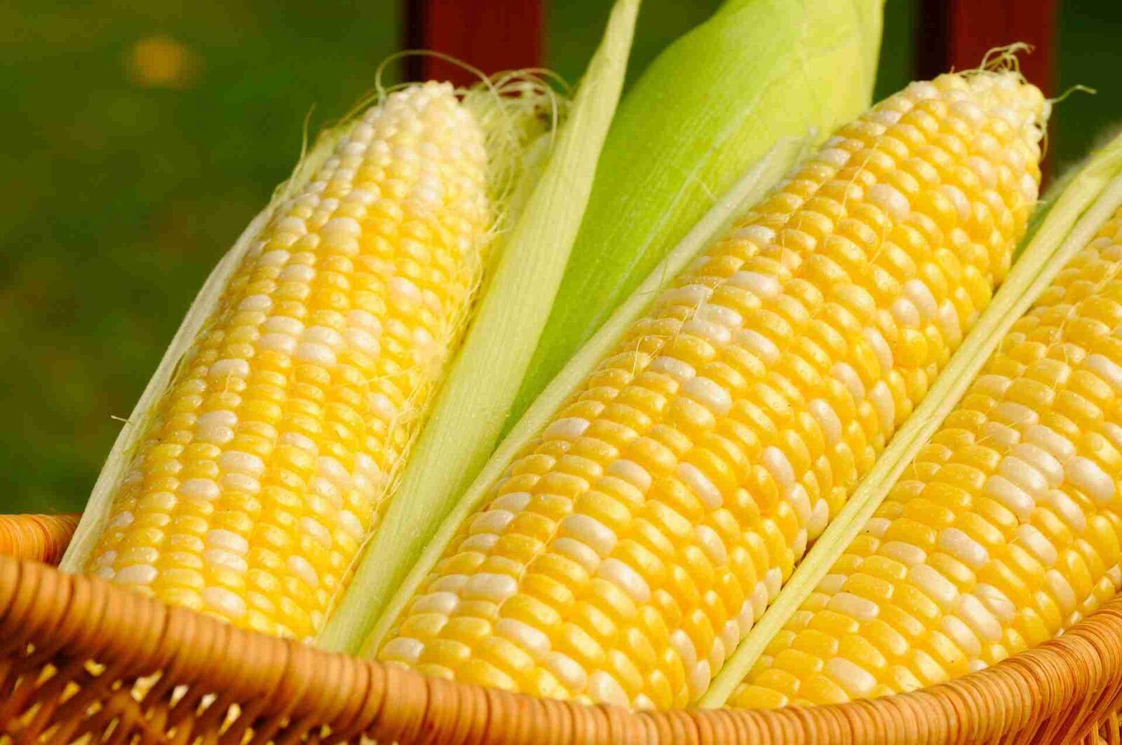 From Kernel to Kernel: Unveiling the Corn Processing Journey 1 Exploring the Anatomy of Corn: Understanding the Kernels Role
