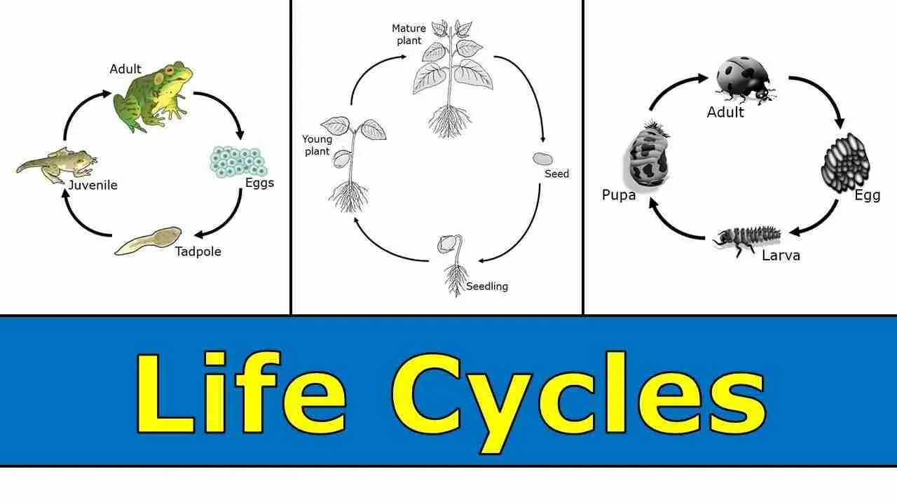 The Life Cycle of Rice: From Paddy ⁣Fields to Processing⁤ Mills
