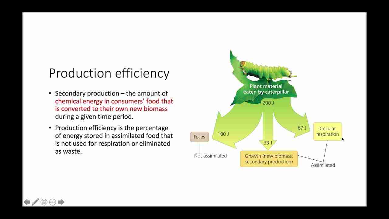 Exploring the Efficiency and Impact of 5 Ton Rice Mills 2 Evaluating Production Efficiency and Cost Savings