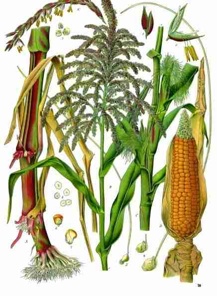 From Grain to Flour: The Art of Maize Milling Process 2 The Journey of Maize: From Harvesting to Preparation