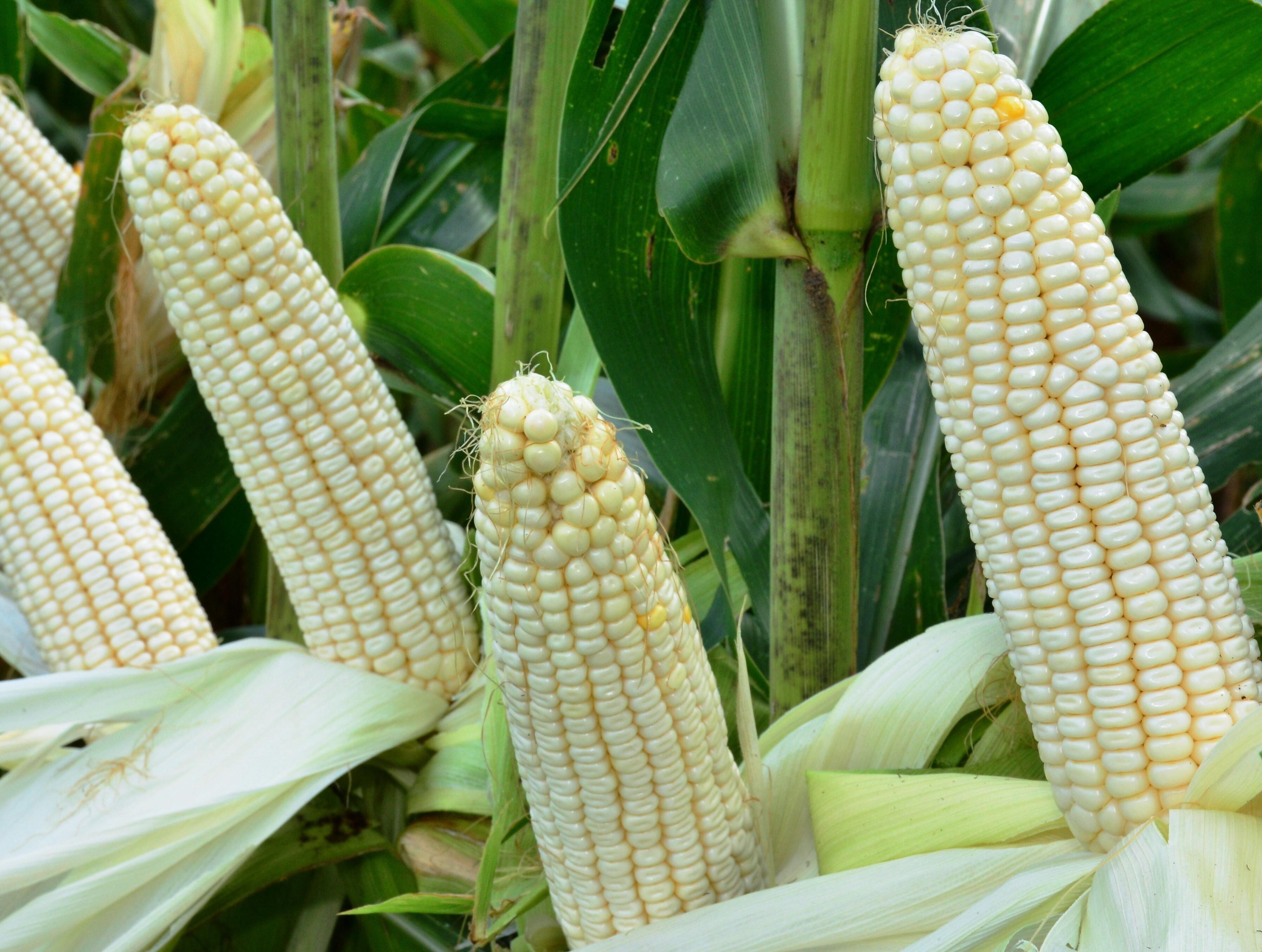 From Cob to Flour: The Journey of Maize Milling Explained 1 Understanding the Maize Cob: Anatomy and Its Role in Milling