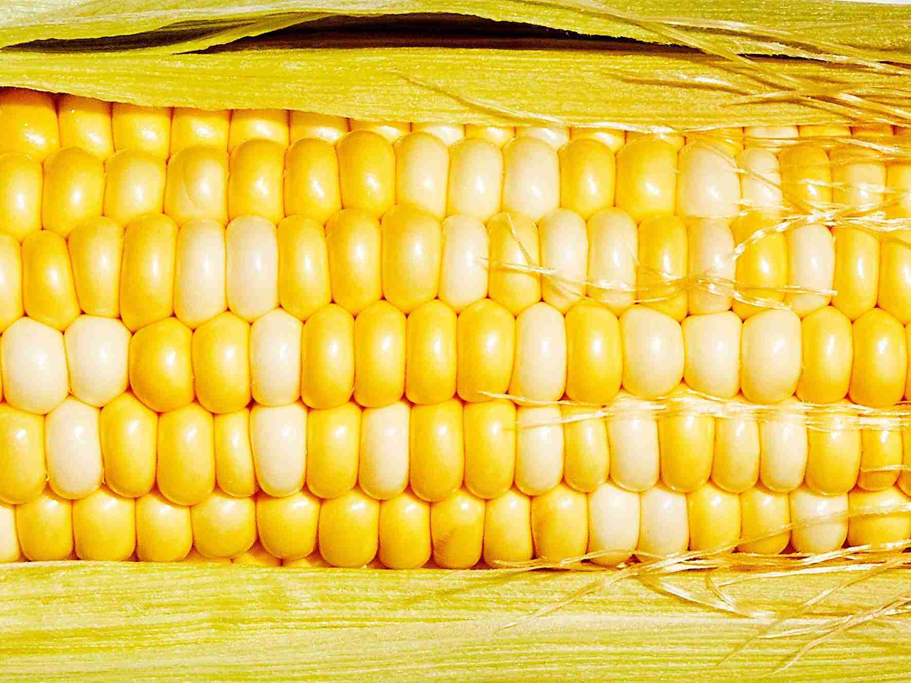 From Field to Fork: The Journey of Corn Processing Explained 1 Understanding the Lifecycle of Corn: From Harvest to Processing