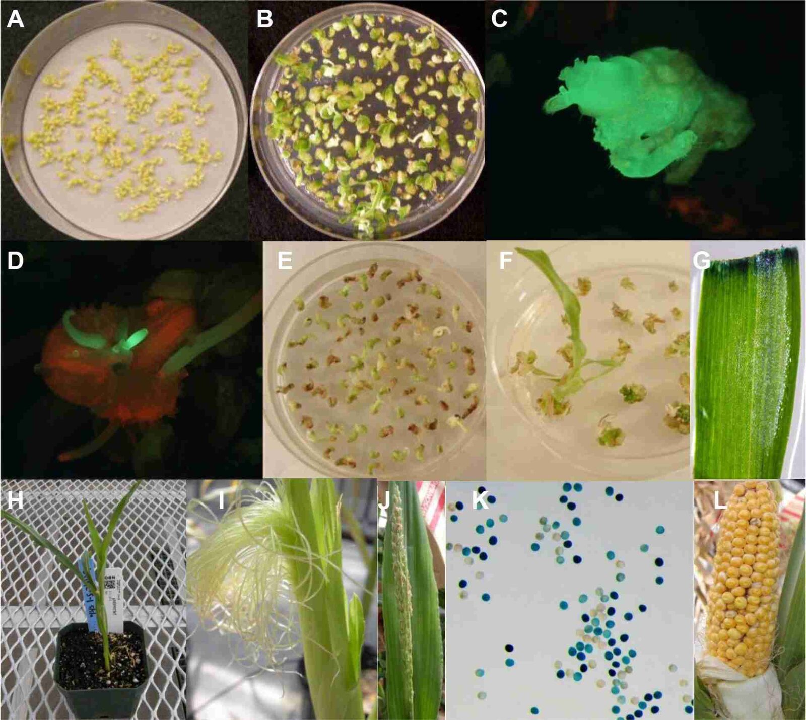 Transforming Corn: The Processing Methods That Enhance Flavor and Nutrition