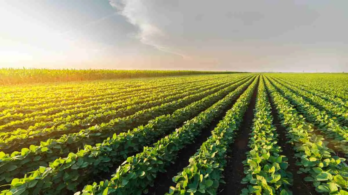 From Field to Plate: The Journey of Rice Processing 1 The Agricultural Foundations of Rice Cultivation
