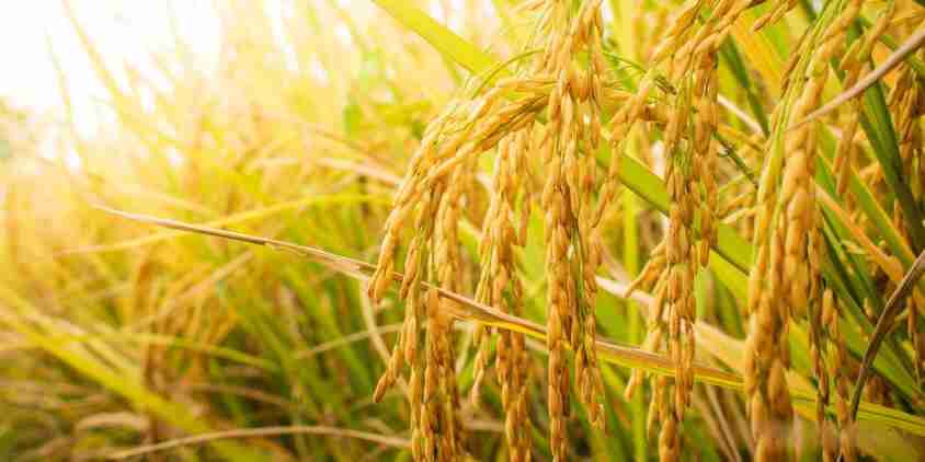 Revolutionizing Rice Production: The Modern Rice Mill Journey