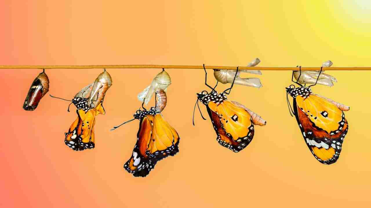 Transforming Grains: The Essence of a Modern Rice Mill Plant