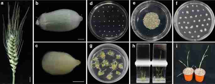 Transforming Grain to Gold: The Rise of Mini Rice Milling Machines