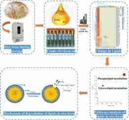 Transforming Grains: The Science Behind Rice Processing Plants