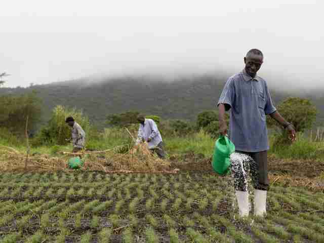 From Grain to Goodness: The Journey of Rice Processing 1 Exploring the Cultivation Practices that Shape Quality Rice