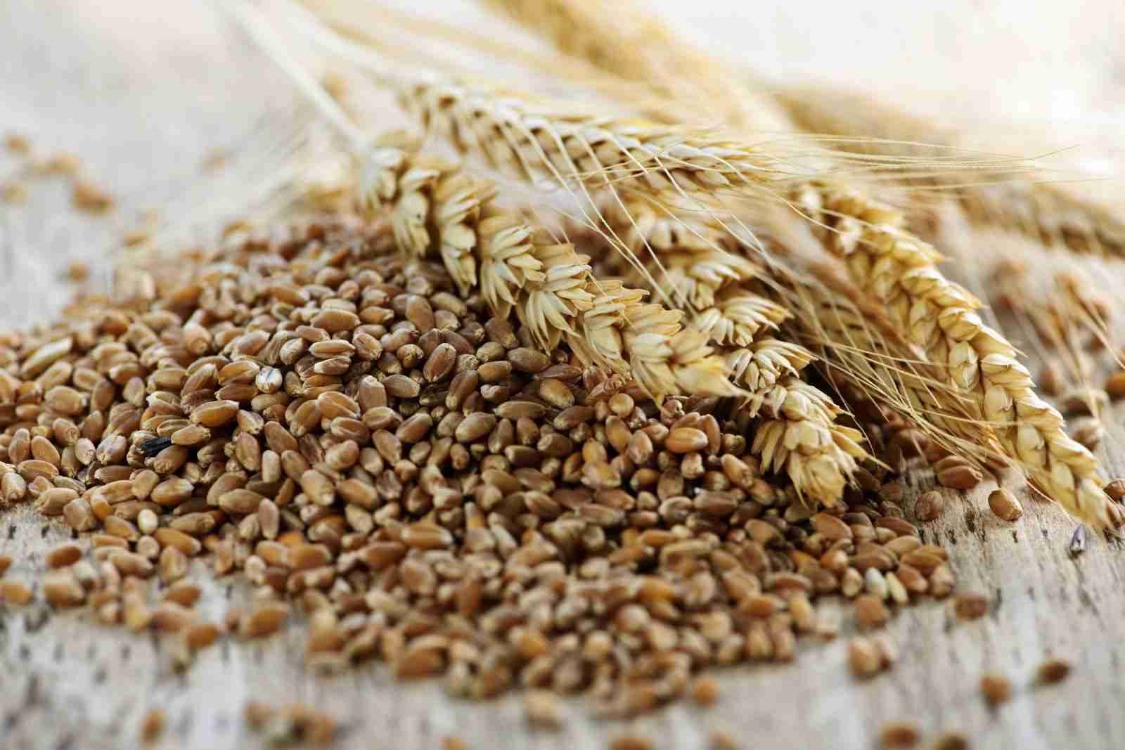 Unveiling Cereal Milling: The Art of Grain Transformation 1 Understanding the Journey from Grain to Flour