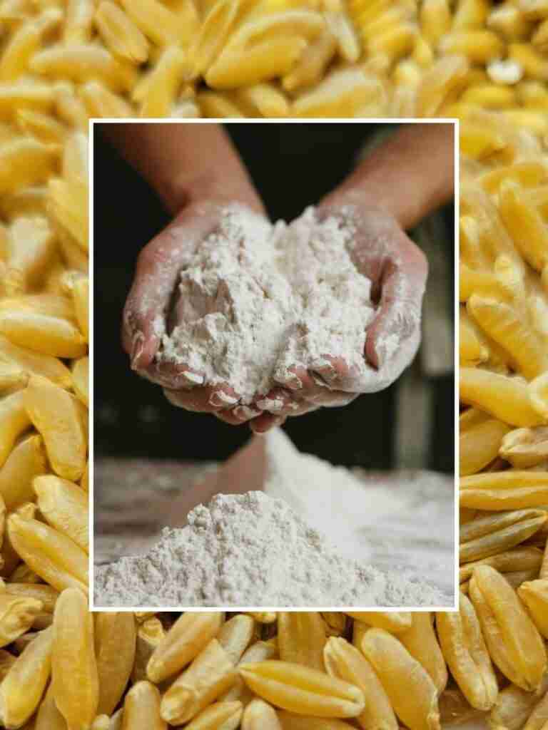 From Cob to Flour: The Art and Process of Maize Milling 4 Unlocking Flavor and Nutrition: Enhancing Your Baking with Freshly Milled Maize Flour
