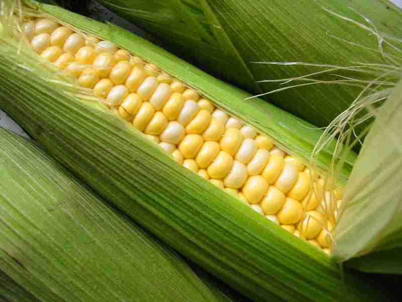 Unlocking the Secrets of Corn Processing: From Field to Table 1 The Journey of Sweet Corn: From Farm to Fork