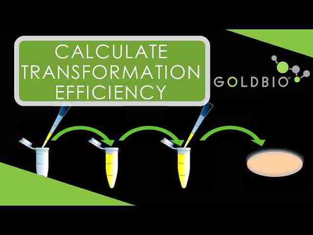 Streamlining Grain Processing: The Power of Mini Rice Mills 2 Transforming Efficiency: How Mini Rice Mills Elevate Production Standards