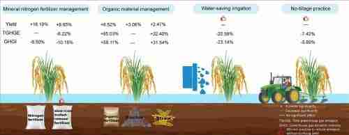 Transforming Harvest: Inside the World of Paddy Processing