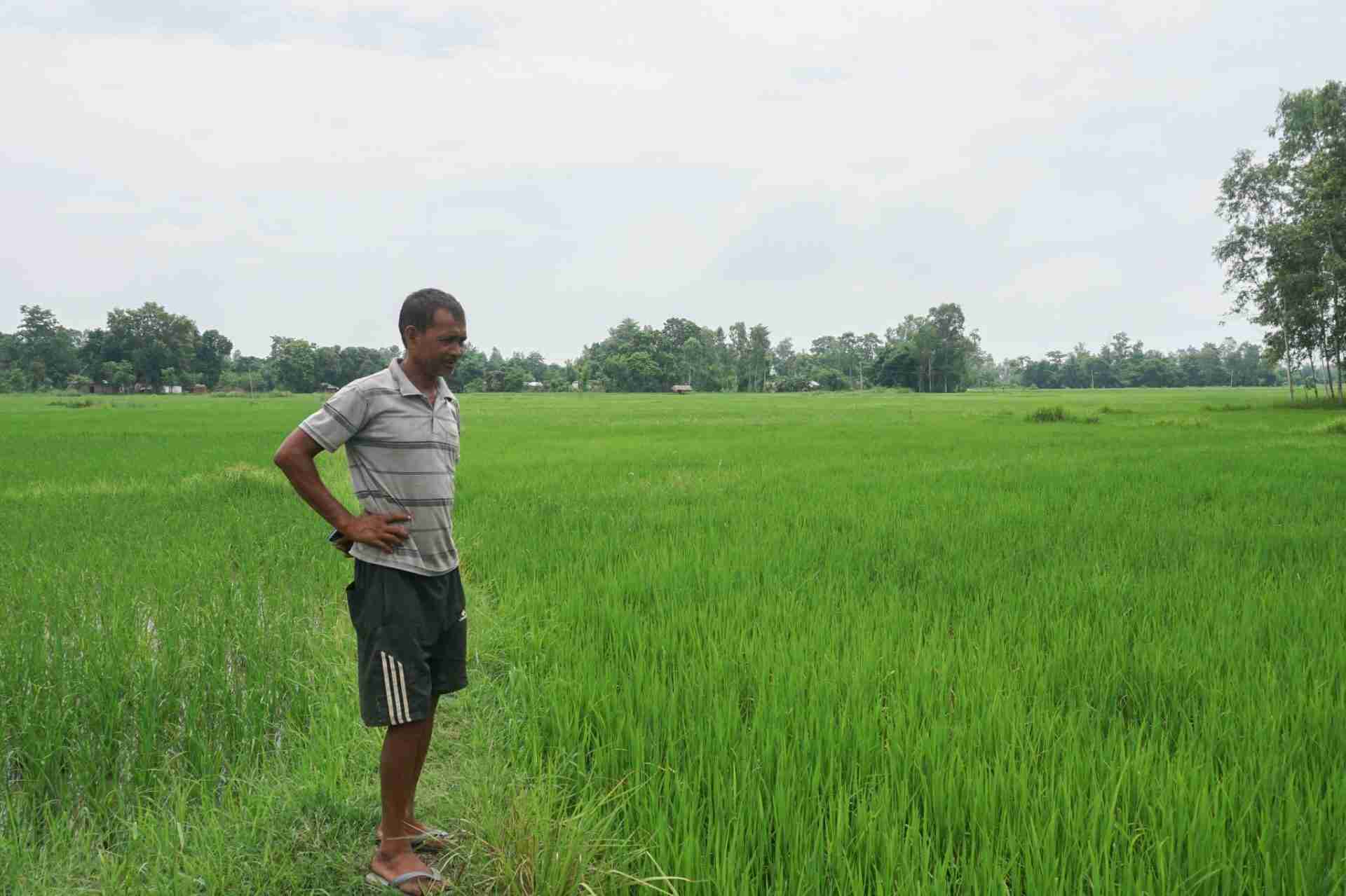 Transforming Paddy: The Journey from Field to Table