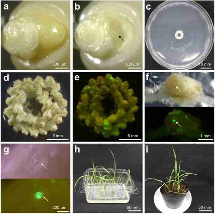Transforming Grain: The Rise of Paddy Processing Units