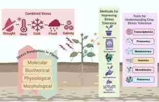 Understanding the Essentials of a Modern Rice Mill Plant