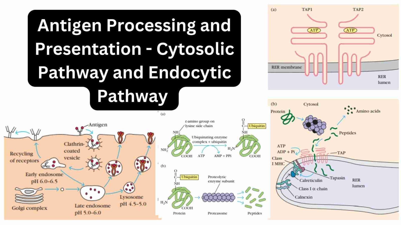 Unveiling the Journey: The Art and Science of Cereal Processing 2 The Processing Pathway: Techniques that Transform Raw Grains